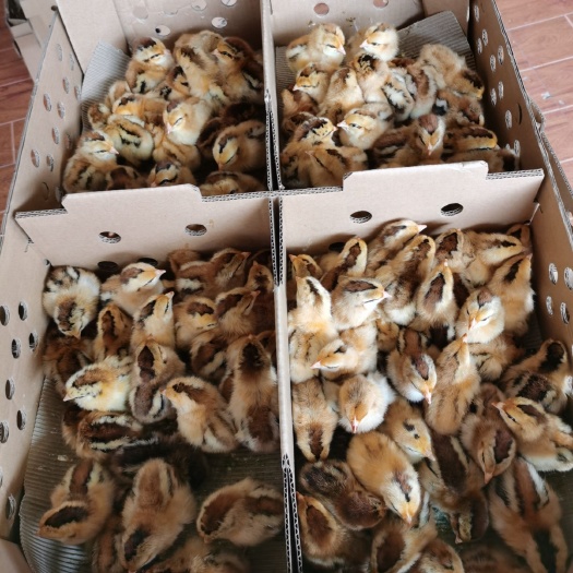 南宁 灵山土鸡苗