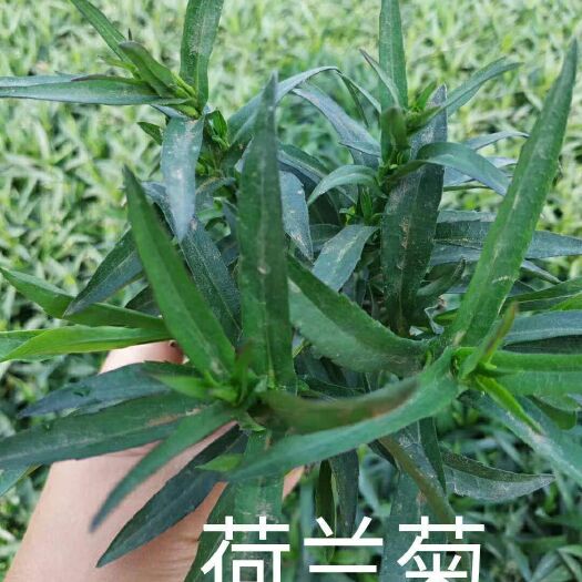  荷兰菊，金鸡菊，地被菊，黑心菊，天人菊等大量有货