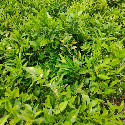 柑橘苗沃柑苗  无核沃柑杯苗，品种保证，质量保证，假一赔十