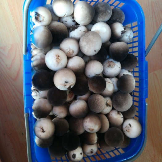 邳州市 荔枝型鲜草菇，实菇2-3公分