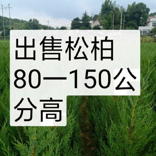 长沙县塔柏