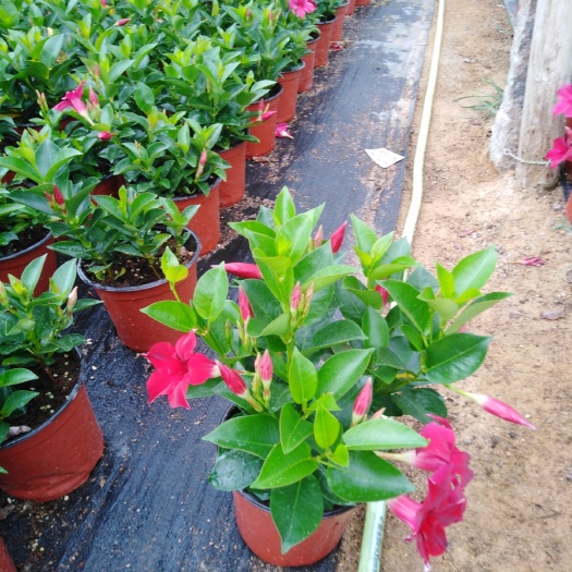 包邮飘香藤双喜藤绿植盆栽花苗花卉四季开花植物室内阳台庭院爬