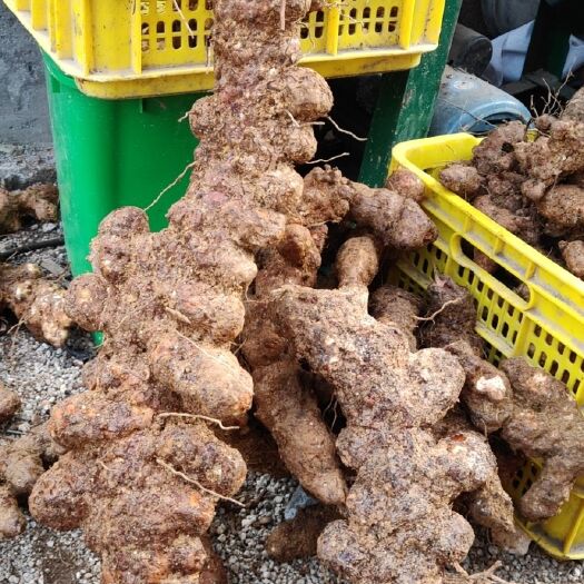 钟山县土茯苓  贺州本地山货粉质甘甜广东煲汤料