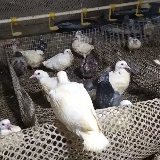 定州市乳鸽 新鲜