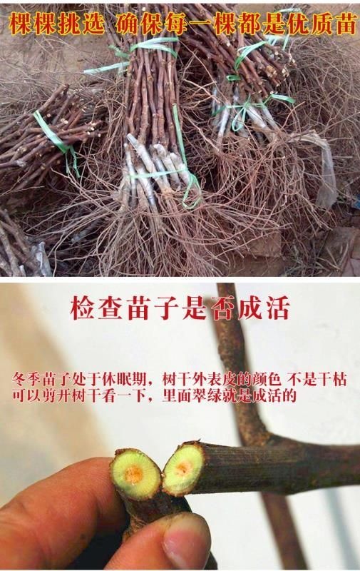平邑县美人指葡萄苗 保证成活率，成果率