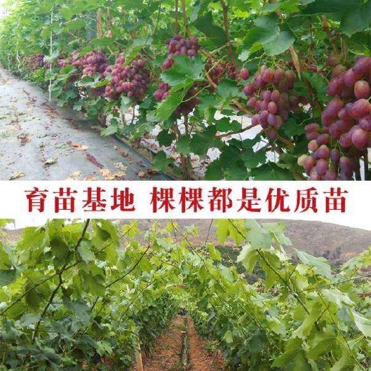 平邑县阳光玫瑰葡萄苗 阳光玫瑰，蓝宝石，美人指低价出售