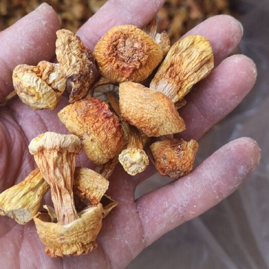 昆明云南干货姬松茸巴西菇产地大货直供