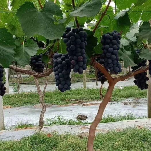新沂市 量大从优，专业代办，江苏葡萄