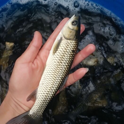 江油市草鱼苗  优质鱼苗，精养池子培育，规格齐全，送货到家，
