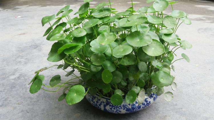 沭阳县铜钱草盆栽 供应江苏沭阳大量铜钱草量大代办小张