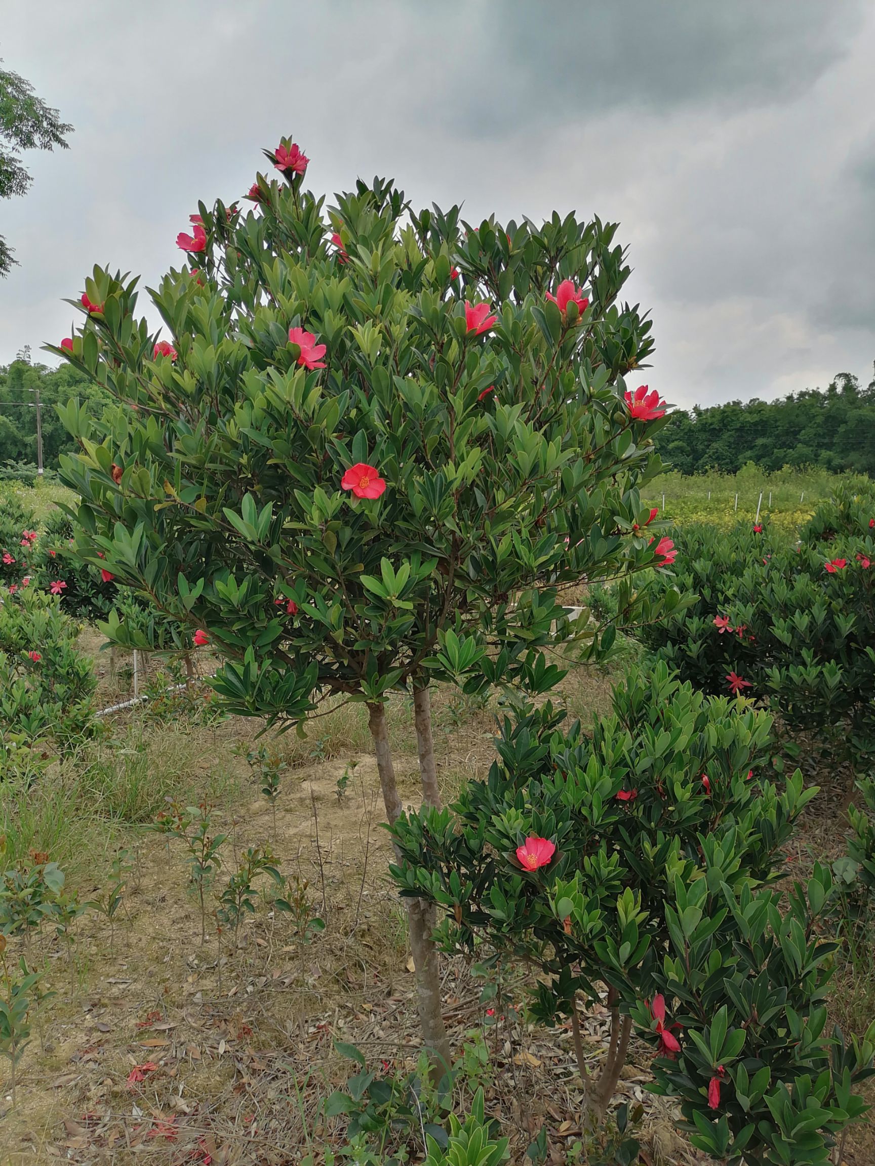 山茶花  四季红山茶