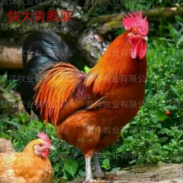 快大型青脚麻鸡苗 质量可靠 包打出壳疫苗