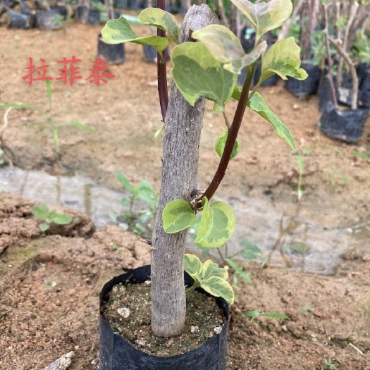 漳州 拉菲泰    金边安格斯   金发女郎