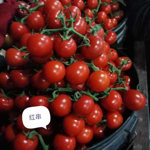 寿光市千禧圣女果  圣女果各个品种
