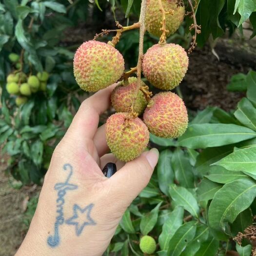 廉江市 妃子笑荔枝
