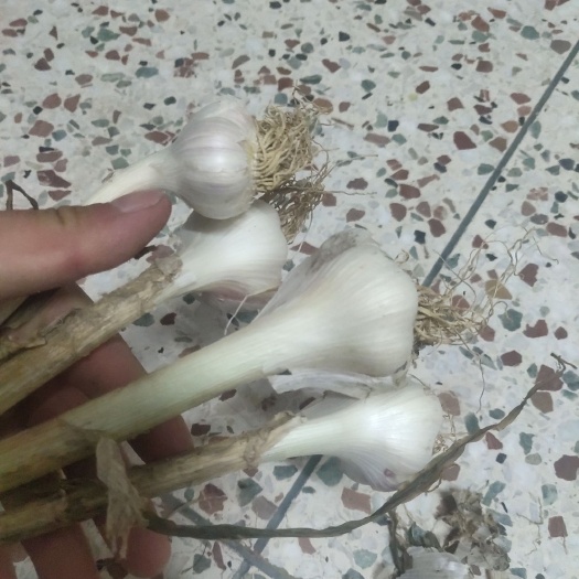 射阳县 射阳大蒜。