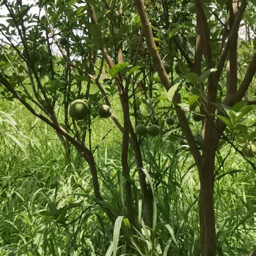 信宜市 化橘红，未经加工特制，现还在树上，有需要联系