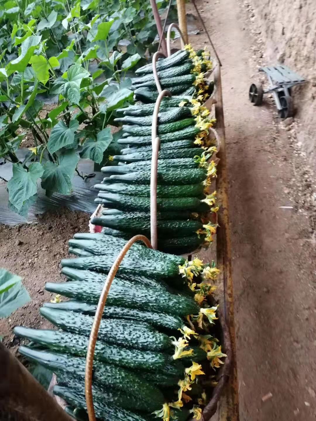  精品黄瓜