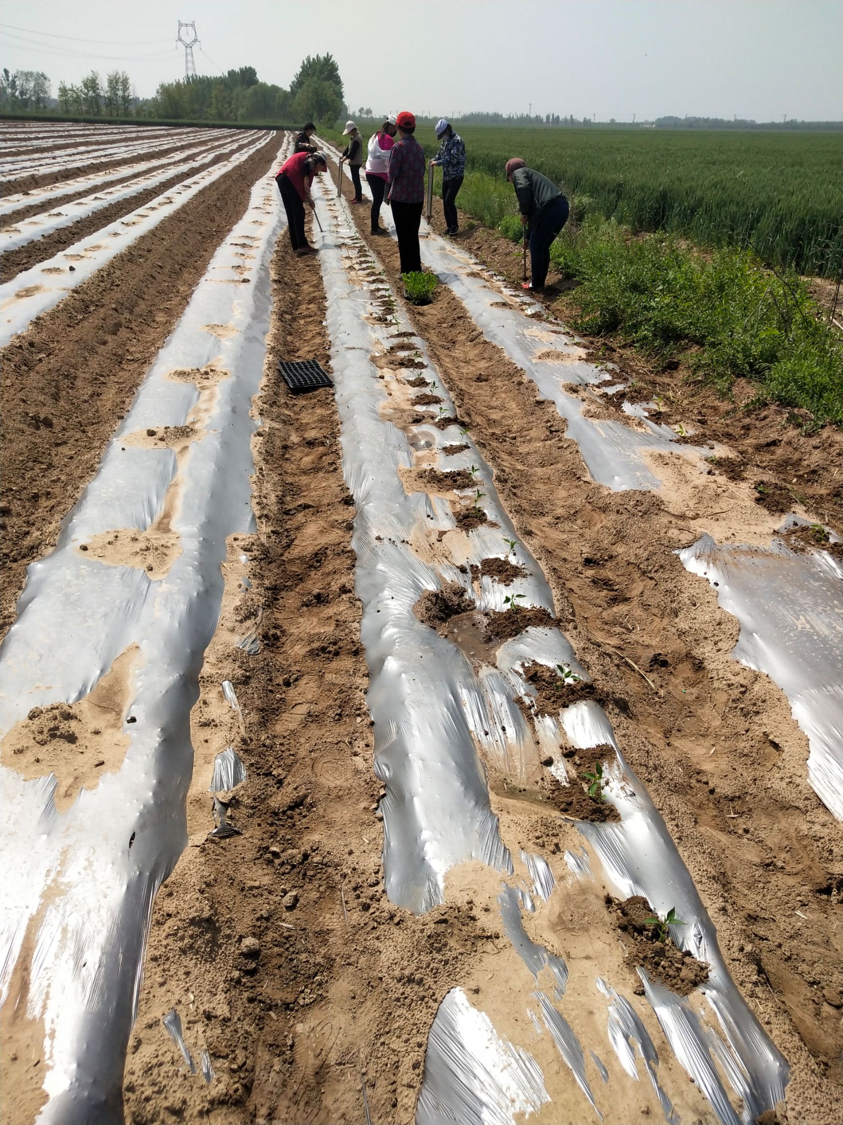  黑线辣椒200亩，要的联系