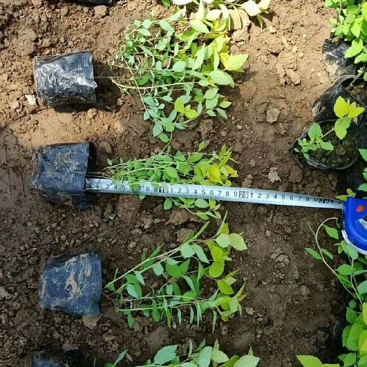 青州市金焰绣线菊