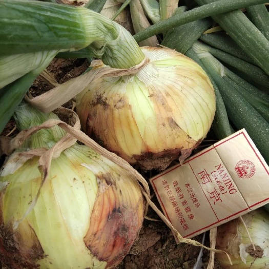 丰县丰县洋葱基地优质洋葱
货好量大质优。。。。。。。。。。。。。