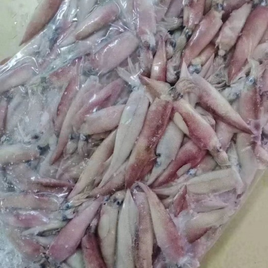 日本枪乌贼  笔管，新鲜，4/6规格，保证质量，价格优惠，欢迎询价