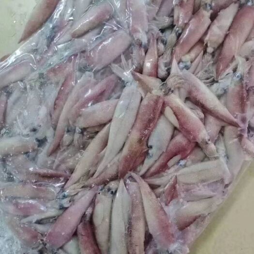 济南日本枪乌贼  笔管，新鲜，4/6规格，保证质量，价格优惠，欢迎询价
