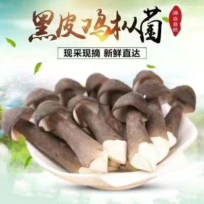 太康县鸡枞菌  新鲜现采黑皮鸡枞基地直供