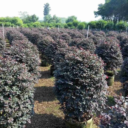 普宁市双面红  产地大量批发红花继木80-120球形规格齐全袋苗种植成活率高