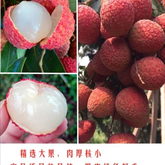 高州市 （顺丰空运包邮）广东白糖罂荔枝5斤当季新鲜水果产地直供