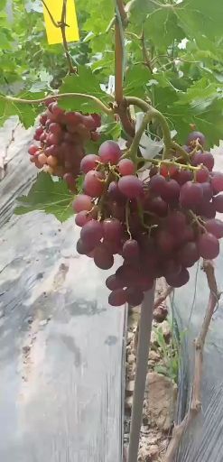 临邑县绍兴三号葡萄苗 春红3号葡萄，大量上市了