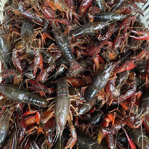 洪湖市 789钱清水小龙虾湖北洪湖优质小龙虾