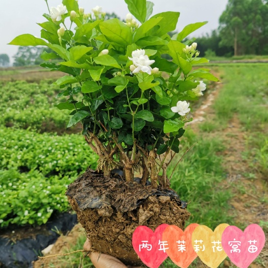 横州市 横县重瓣茉莉花苗2年窝苗