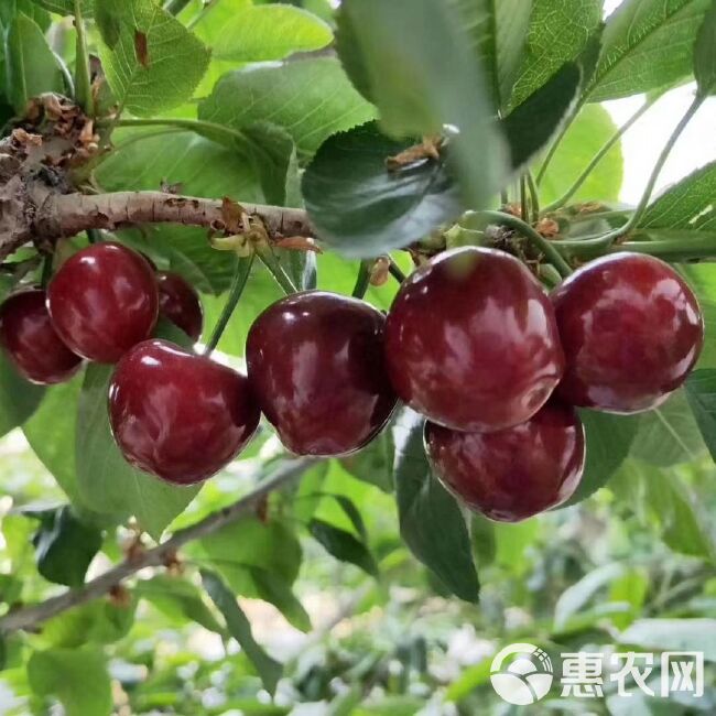  山东大樱桃，夏天的美味