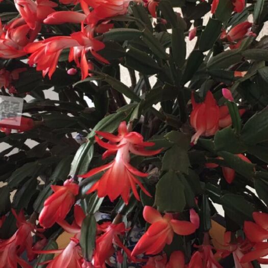 漳平市蟹爪兰 四季开花蟹爪莲带花苞中国红基地批发