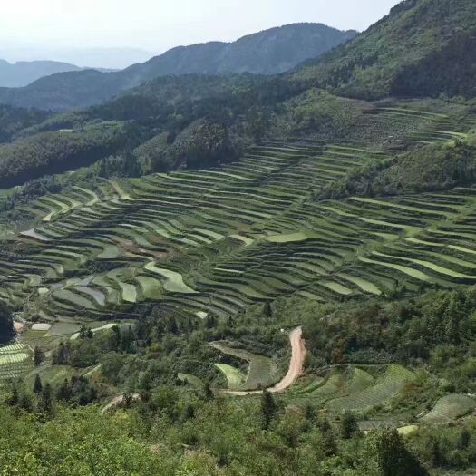 缙云县茭白 来自1000多米的高山，它依水而生，因水而白。