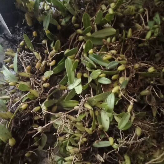 博罗县线瓣石豆兰 石橄榄，中，大，小