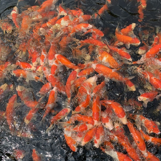 佛山三色锦鲤  精品锦鲤，锦鲤鱼苗 红白 大正三色 昭和三色