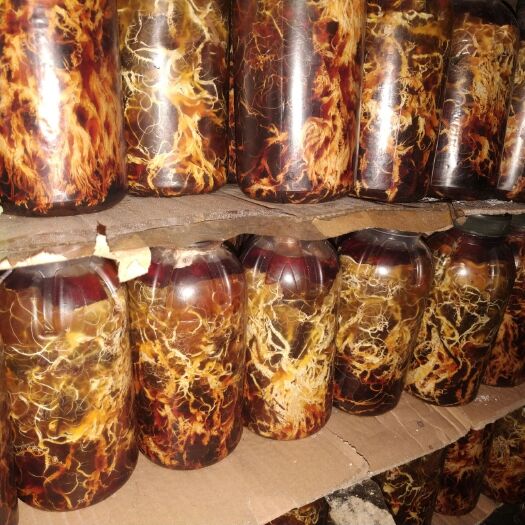 汉中天麻蜜环菌种