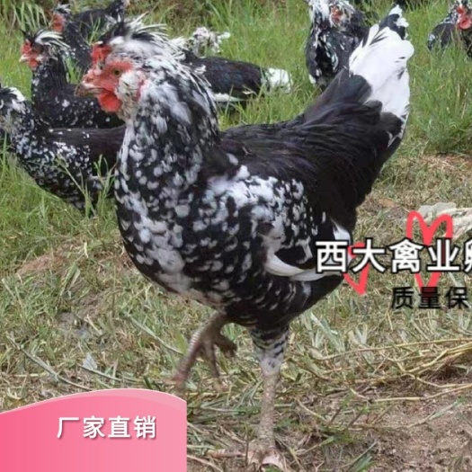 南宁贵妃鸡苗  正宗贵妃鸡，品种好，价格美丽
