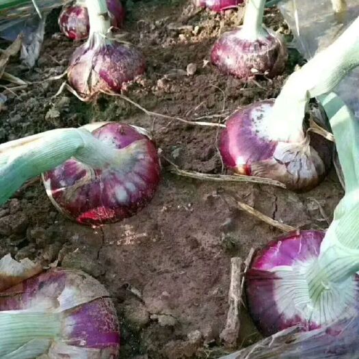 聊城红皮洋葱  洋葱基地种植大量供货！农户直接交易！！