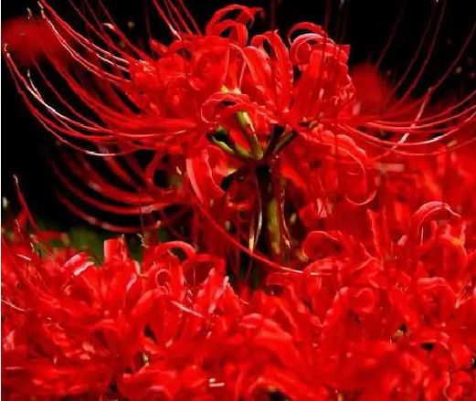 宿迁石蒜种子  彼岸花种球观赏庭院石蒜曼陀罗花曼珠沙华