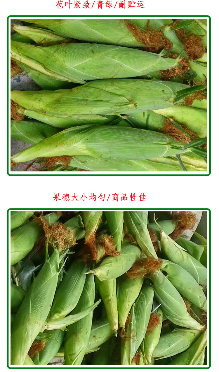 糯玉米种子 雪糯2017白糯玉米 高产 易种 糯性好