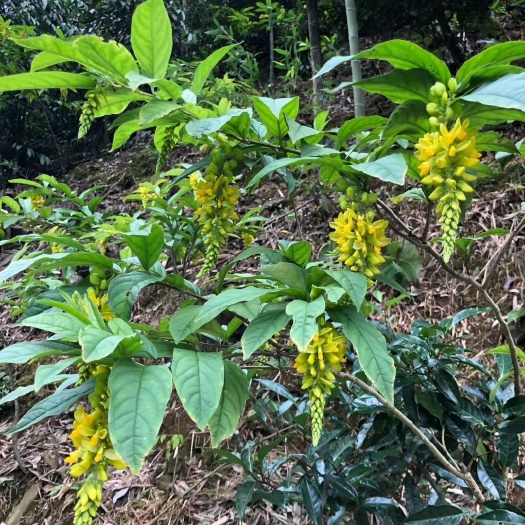金秀县2020年广西金秀大瑶山黄花倒水莲茶