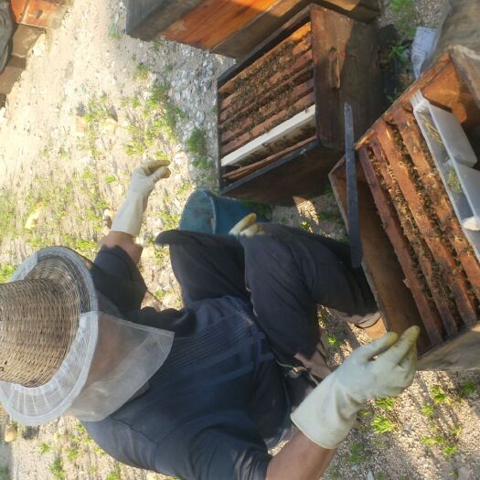 信阳 土蜂蜜，槐花蜜