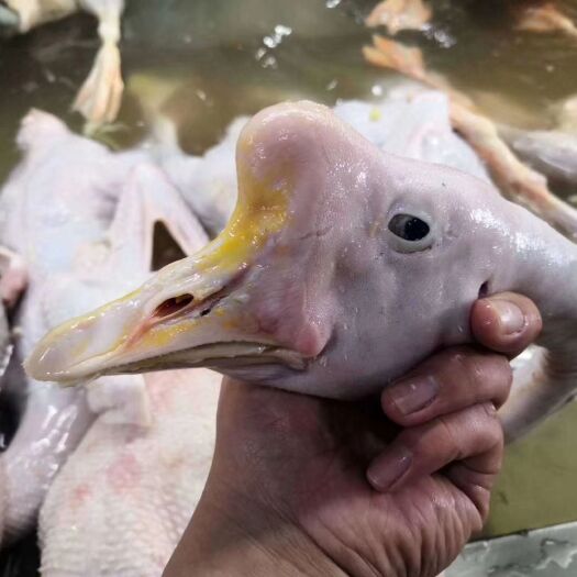 济南白鹅   老鹅.老鸭.仔鹅.各种鹅副产品…