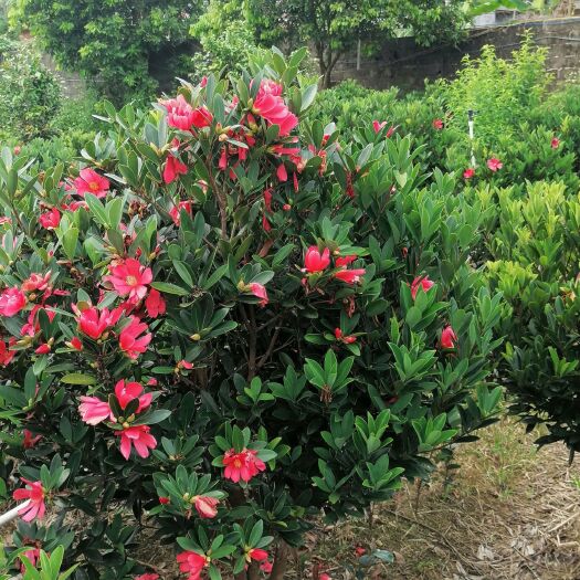 灵山县山茶花  四季红山茶