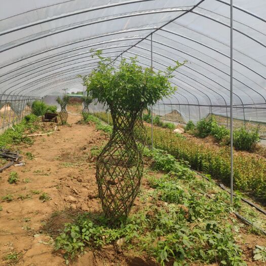 方城县 紫薇花瓶  花瓶模具