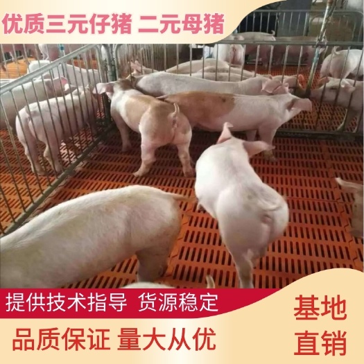 临朐县供应山东安全外三元仔猪 小猪 猪苗  长白仔猪黑猪