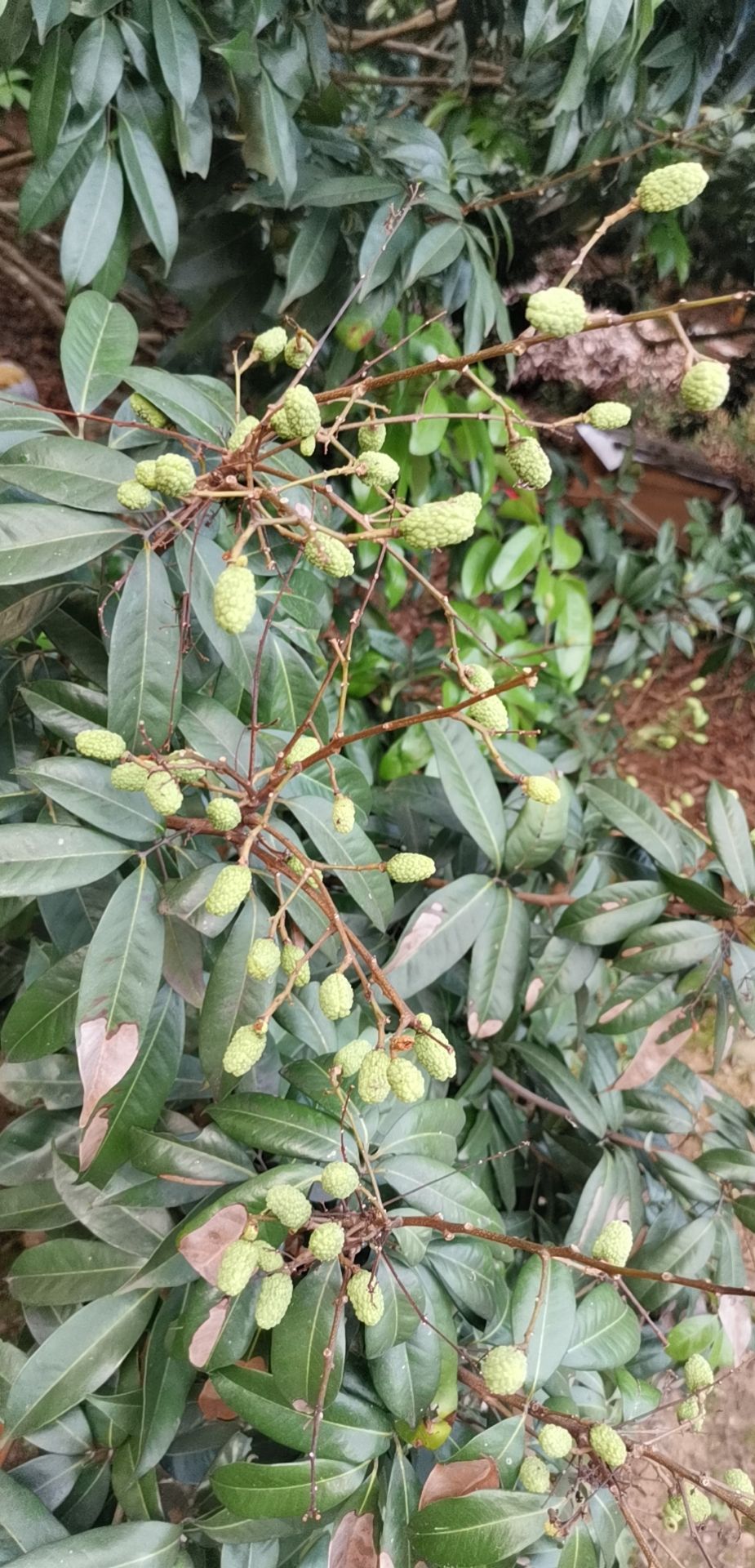  无公害有机荔枝